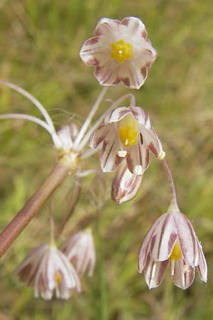 Allium oleraceum \ Ross-Lauch / Field Garlic, D Wanfried 3.8.2013