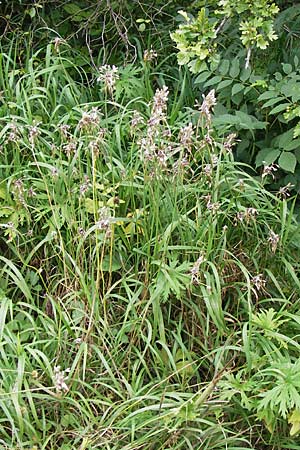 Allium oleraceum \ Ross-Lauch, D Thüringen, Weimar 8.8.2013