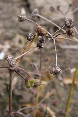 Alisma lanceolatum \ Lanzettblttriger Froschlffel / Water-Plantain, D Philippsburg 28.9.2013