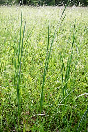 Allium oleraceum \ Ross-Lauch, D Ketsch 16.5.2014