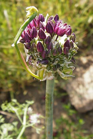 Allium rotundum \ Kugeliger Lauch / Sand Leek, D Lampertheim 20.5.2014