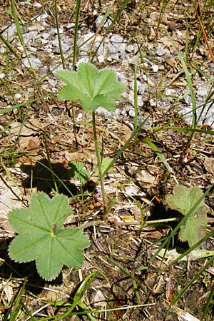 Alchemilla glaucescens ? \ Weichhaariger Frauenmantel, Bastard-Frauenmantel / Bastard Lady's Mantle, D Zwiesel 9.6.2014