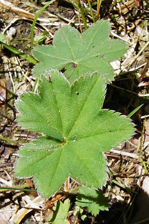 Alchemilla glaucescens ? \ Weichhaariger Frauenmantel, Bastard-Frauenmantel / Bastard Lady's Mantle, D Zwiesel 9.6.2014