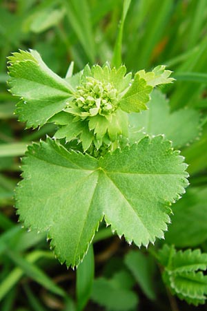 Alchemilla filicaulis \ Fadenstngel-Frauenmantel, D Gladenbach 5.7.2014