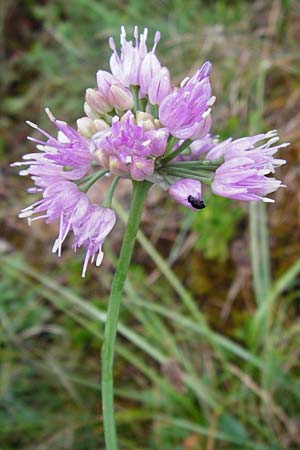 Allium senescens subsp. montanum \ Berg-Lauch, D Fridingen 8.7.2014