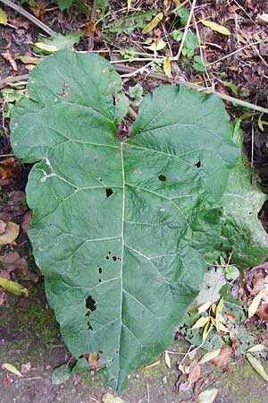 Arctium lappa \ Groe Klette / Greater Burdock, D Bensheim 1.10.2014