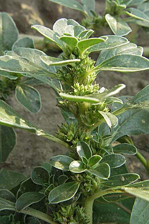 Amaranthus blitoides \ Westamerikanischer Amaranth / Prostrate Pigweed, D Mannheim-Sandhofen 27.7.2006