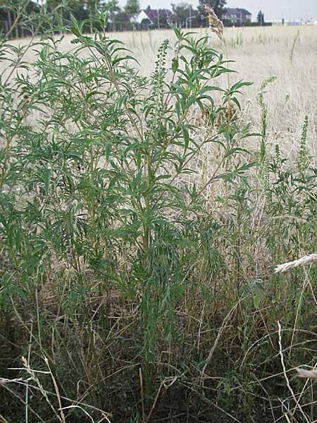 Ambrosia artemisiifolia / Ragweed, D Mannheim 27.7.2006