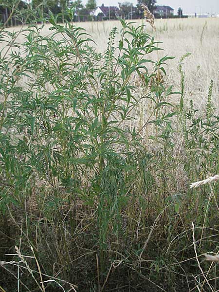 Ambrosia artemisiifolia \ Hohe Ambrosie, Aufrechtes Traubenkraut, D Mannheim 27.7.2006