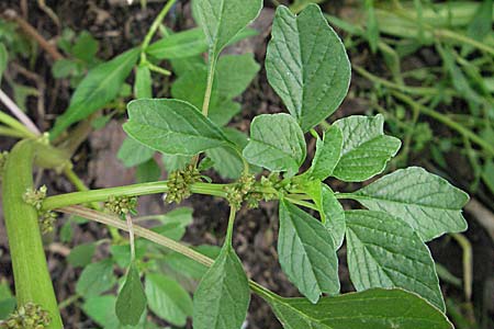 Amaranthus blitum \ Aufsteigender Amaranth, Bleifarbener Amaranth / Guernsey Pigweed, Purple Pigweed, D Neckargemünd 24.8.2006