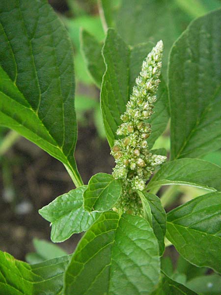 Amaranthus blitum \ Aufsteigender Amaranth, Bleifarbener Amaranth / Guernsey Pigweed, Purple Pigweed, D Neckargemünd 24.8.2006