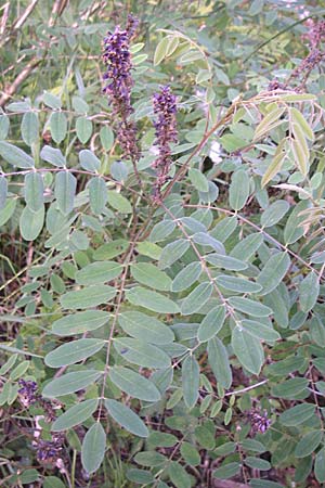 Amorpha fruticosa \ Gemeiner Bastard-Indigo, Bleibusch, D Mannheim 10.6.2008