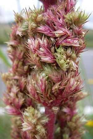 Amaranthus bouchonii / Indehiscent Pigweed, D Weinheim an der Bergstraße 3.9.2008