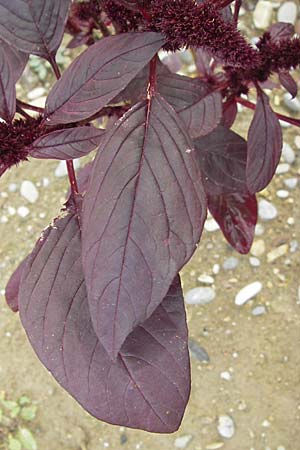 Amaranthus hypochondriacus \ Trauer-Amaranth, Prinzenfeder-Fuchsschwanz / Prince of Wales Pigweed, D Viernheim 1.11.2008