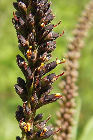 Amorpha fruticosa \ Gemeiner Bastard-Indigo, Bleibusch / Desert False Indigo, D Mannheim 19.5.2009