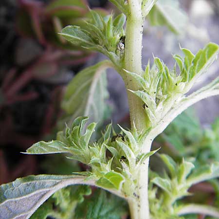 Amaranthus albus \ Weier Amaranth / White Pigweed, D Mannheim 2.7.2009