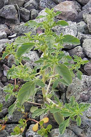 Amaranthus albus \ Weier Amaranth / White Pigweed, D Mannheim 2.7.2009