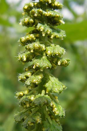 Ambrosia trifida \ Dreilappige Ambrosie / Giant Ragweed, D Botan. Gar.  Universit.  Mainz 11.7.2009