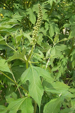 Ambrosia trifida / Giant Ragweed, D Botan. Gar.  Universit.  Mainz 11.7.2009