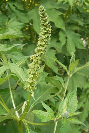 Ambrosia trifida \ Dreilappige Ambrosie / Giant Ragweed, D Botan. Gar.  Universit.  Mainz 11.7.2009