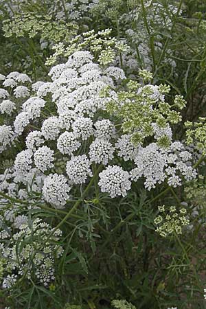 Ammi majus \ Groe Knorpelmhre, D Botan. Gar.  Universit.  Mainz 11.7.2009