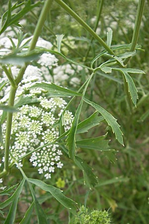 Ammi majus \ Groe Knorpelmhre, D Botan. Gar.  Universit.  Mainz 11.7.2009