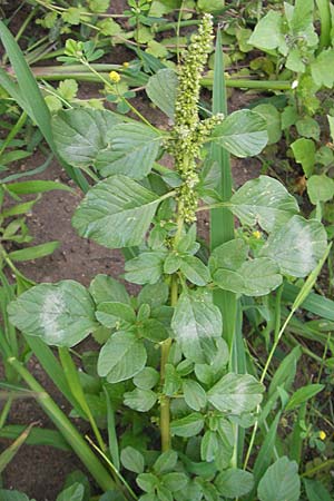 Amaranthus blitum \ Aufsteigender Amaranth, Bleifarbener Amaranth, D Weinheim an der Bergstraße 13.7.2009