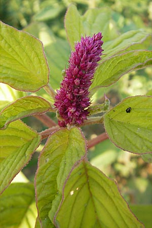 Amaranthus cruentus \ Rispen-Amaranth / Red Pigweed, D Viernheim 7.9.2009