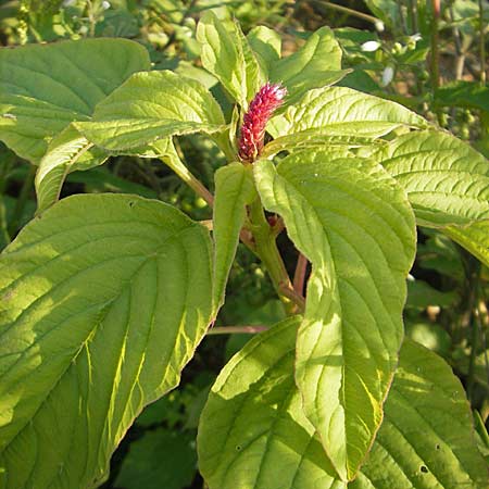 Amaranthus cruentus \ Rispen-Amaranth / Red Pigweed, D Viernheim 7.9.2009