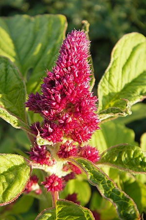 Amaranthus cruentus \ Rispen-Amaranth, D Viernheim 7.9.2009