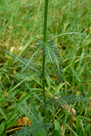 Achillea millefolium agg. / Yarrow, D Bensheim 12.10.2014