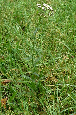 Achillea millefolium agg. / Yarrow, D Bensheim 12.10.2014