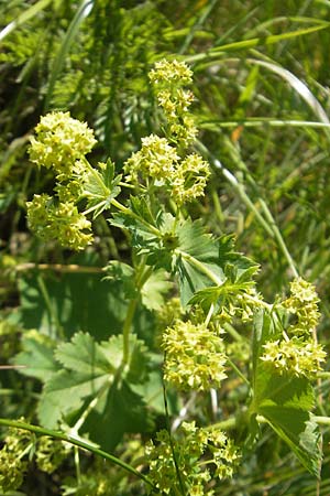 Alchemilla micans ? \ Zierlicher Frauenmantel / Shining Lady's Mantle, D Sötern 21.5.2011