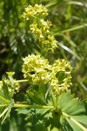 Alchemilla micans ? \ Zierlicher Frauenmantel, D Sötern 21.5.2011