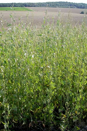 Atriplex micrantha \ Verschiedensamige Melde / Two-Seeded Orache, D Sinsheim 16.7.2011