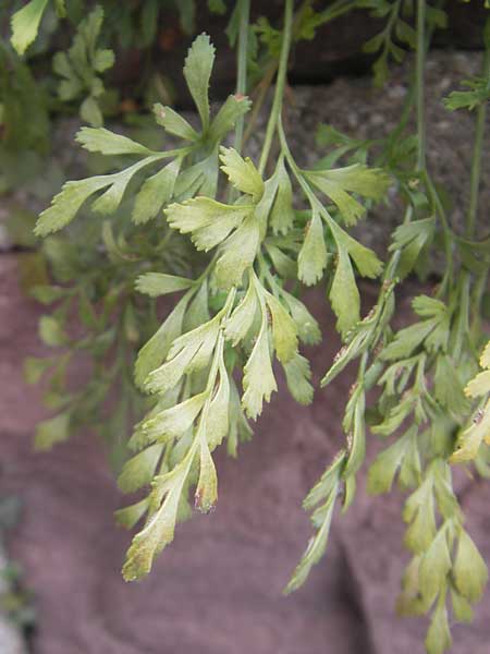 Asplenium x murbeckii ? \ Streifenfarn-Hybride, D Karlsruhe 23.7.2011