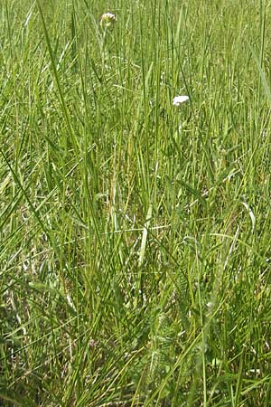 Achillea pratensis \ Rasige Wiesen-Schafgarbe / Meadow Milfoil, D Pfalz, Speyer 29.5.2012