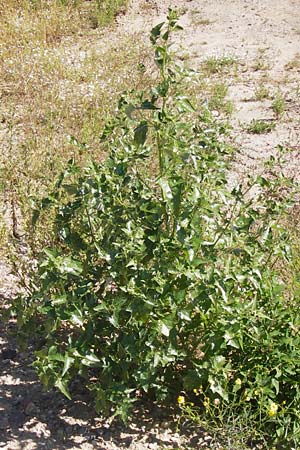 Atriplex sagittata \ Glanz-Melde / Glossy-Leaved Orache, D Heidelberg 23.7.2012