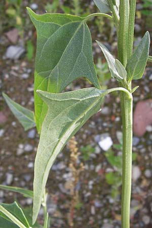 Atriplex micrantha \ Verschiedensamige Melde / Two-Seeded Orache, D Heidelberg 31.7.2012