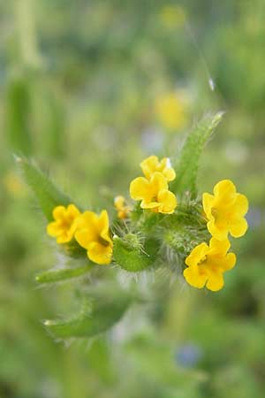 Amsinckia calycina / Yellow Burweed, Hairy Fiddleneck, D Mannheim 16.4.2013