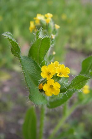 Amsinckia calycina \ Schmalblttrige Amsinckie / Yellow Burweed, Hairy Fiddleneck, D Mannheim 16.4.2013