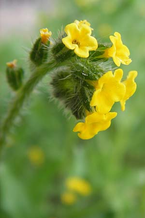 Amsinckia calycina \ Schmalblttrige Amsinckie / Yellow Burweed, Hairy Fiddleneck, D Mannheim 16.4.2013