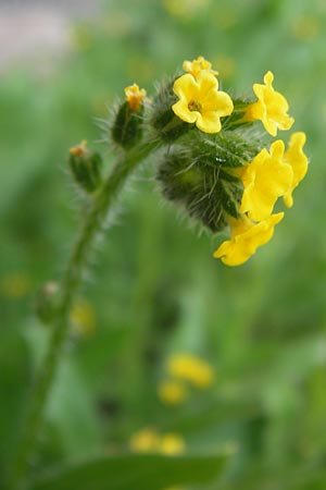 Amsinckia calycina \ Schmalblttrige Amsinckie / Yellow Burweed, Hairy Fiddleneck, D Mannheim 16.4.2013