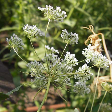 Ammi majus \ Groe Knorpelmhre, D Weinheim an der Bergstraße, Botan. Gar.  Hermannshof 18.7.2013