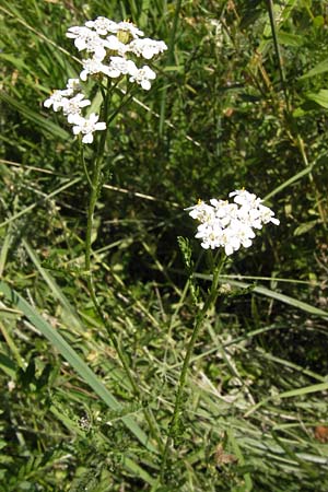 Achillea millefolium agg. \ Gemeine Schafgarbe, D Ketsch 21.7.2013