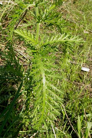 Achillea millefolium agg. / Yarrow, D Landkreis Karlsruhe, Oberhausen-Rheinhausen 28.8.2013