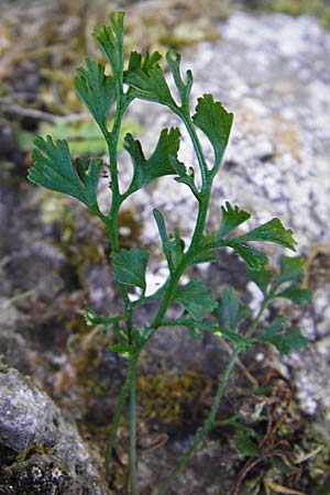 Asplenium ruta-muraria \ Gewhnliche Mauerraute, D Eining 13.6.2014