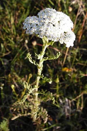 Achillea collina \ Hgel-Schafgarbe, D Hesselberg 19.6.2014