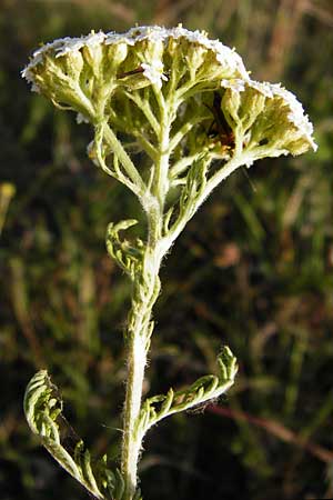 Achillea collina \ Hgel-Schafgarbe / Mountain Yarrow, D Hesselberg 19.6.2014