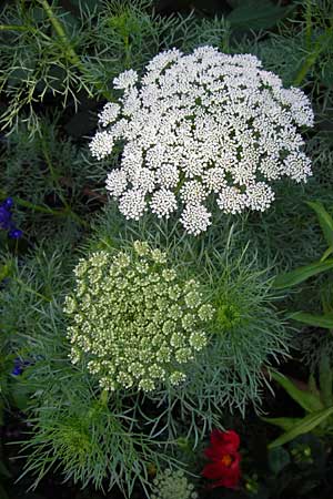 Ammi visnaga \ Bischofskraut, Zahnstocher-Ammei / Khella, D Weinheim an der Bergstraße, Botan. Gar.  Hermannshof 1.8.2014